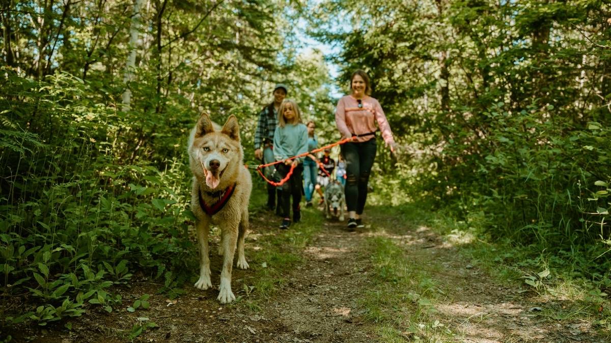 Visite du chenil des huskys Québec
