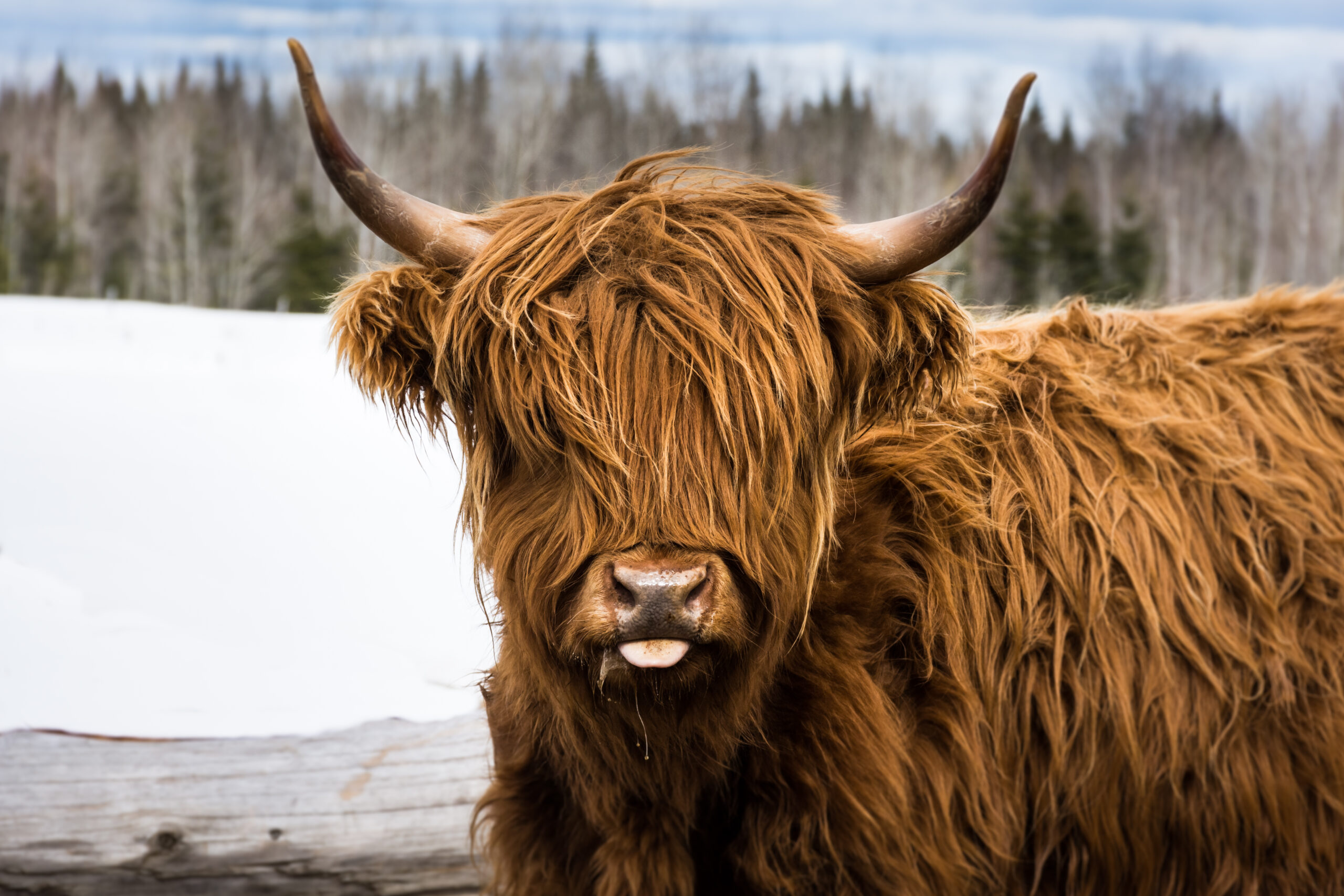 Vaches highlands - Produits locaux