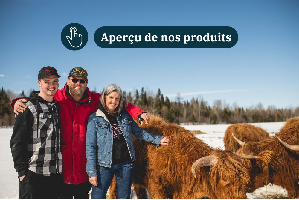 vaches highlands, viandes, famille