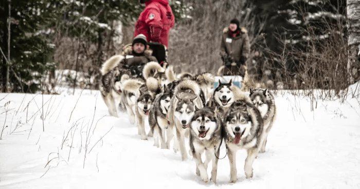 Traineau-a-chiens-Randonnee-La-piste-des-Trappeurs-image-1