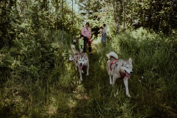 Promenade en nature avec les Huskys au Québec