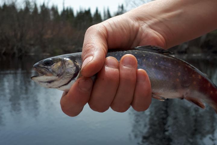 Pêche en étang pour débutant en nature au Québec