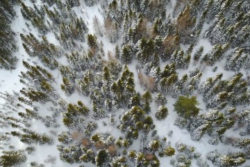 Forêt boréale enneigée en nature au Québec