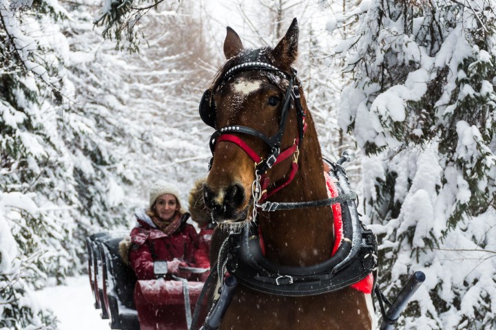 Sleigh à cheval en famille ou entre amis en nature au Québec