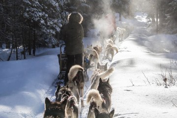 Activité de traineau à chiens en famille en nature au Québec