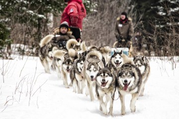 Activité de traineau à chiens en famille en nature au Québec