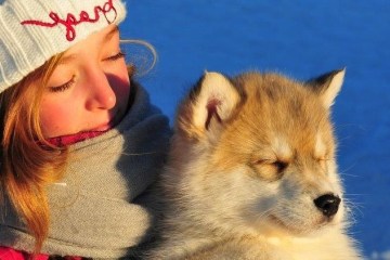 Rencontre avec les huskys au chenil en nature au Québec